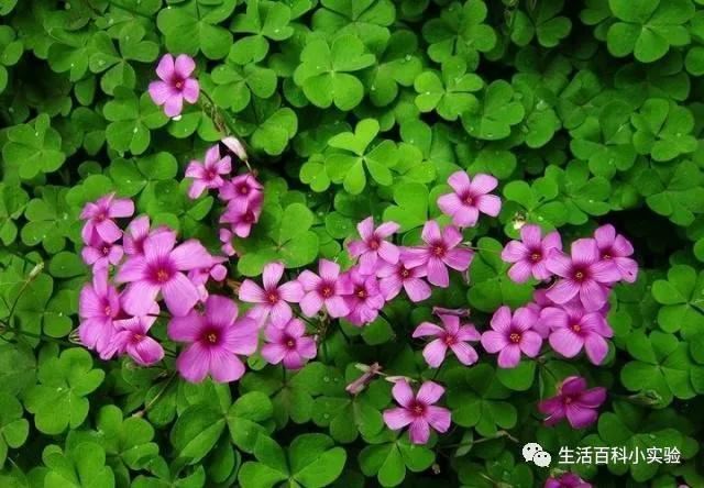 马路边常见“3种草”，养花盆里变“盆景”，好看又值钱
