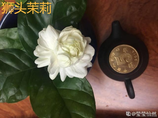 香水花和臭味花，一个香一个臭，千万别养错了