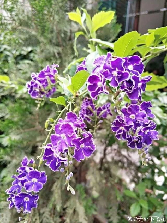 香水花和臭味花，一个香一个臭，千万别养错了