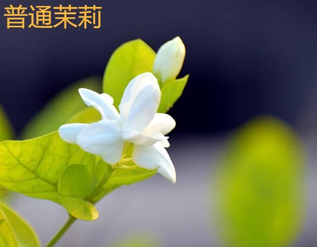 香水花和臭味花，一个香一个臭，千万别养错了