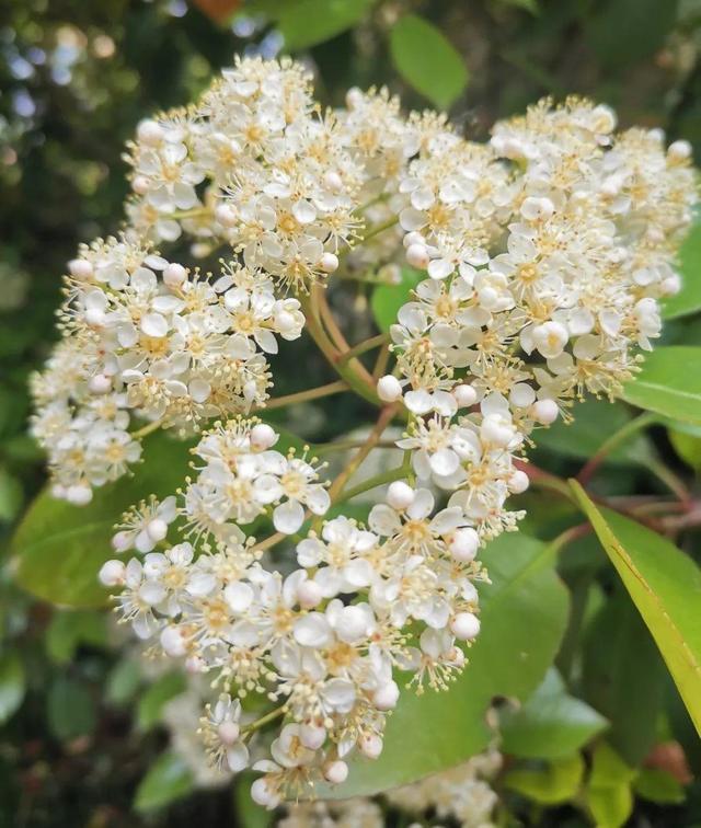 香水花和臭味花，一个香一个臭，千万别养错了