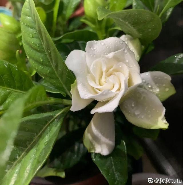 香水花和臭味花，一个香一个臭，千万别养错了