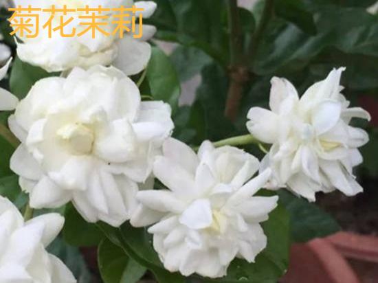 香水花和臭味花，一个香一个臭，千万别养错了
