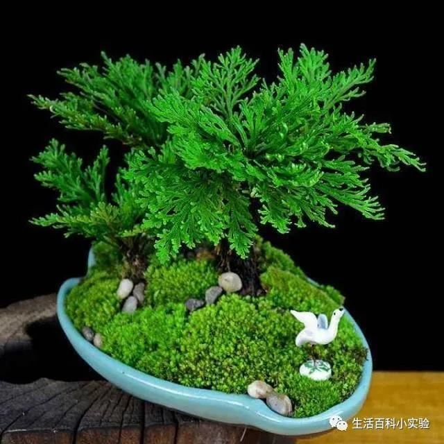 马路边常见“3种草”，养花盆里变“盆景”，好看又值钱