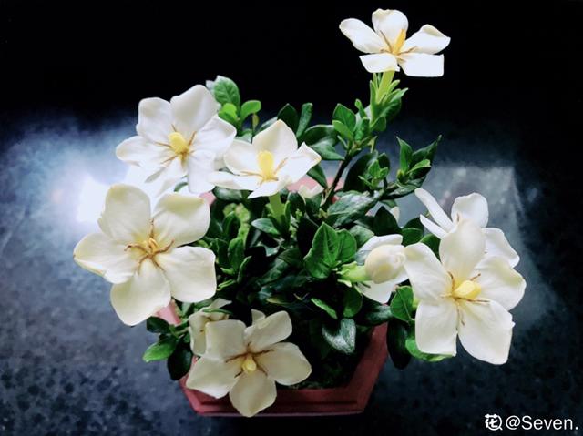 香水花和臭味花，一个香一个臭，千万别养错了