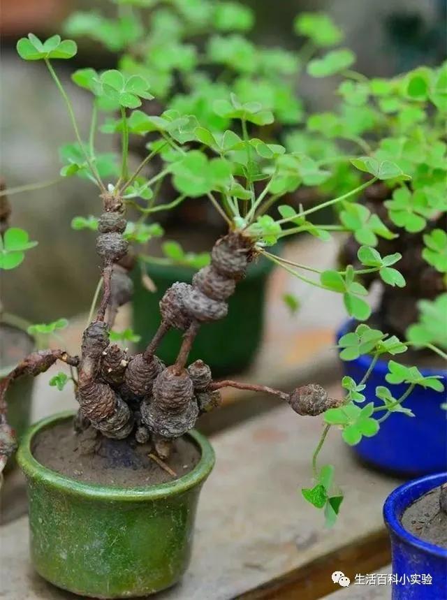 马路边常见“3种草”，养花盆里变“盆景”，好看又值钱