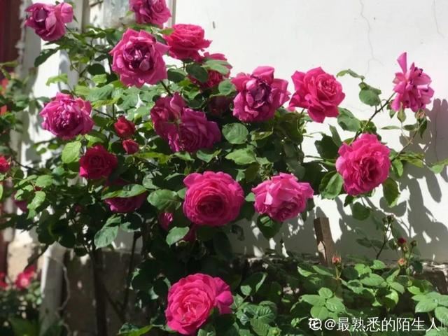 香水花和臭味花，一个香一个臭，千万别养错了