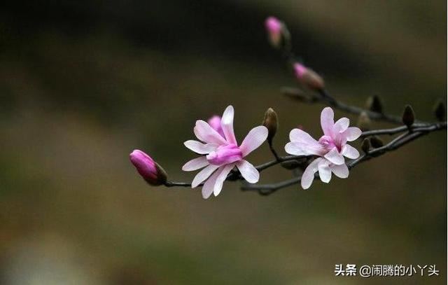 星花木兰株姿优美，芳香优美坚持不懈