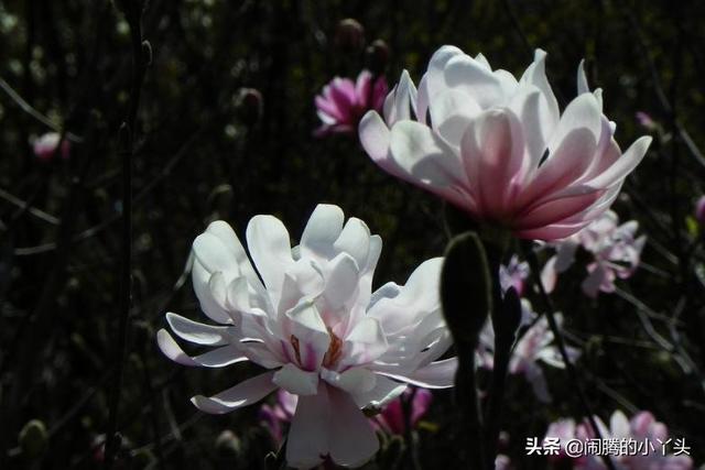 星花木兰株姿优美，芳香优美坚持不懈