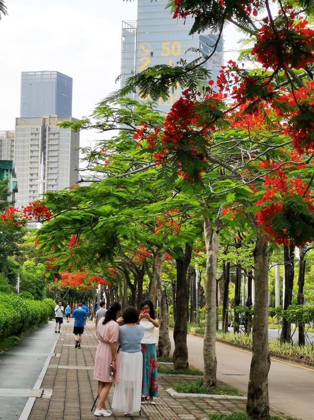 深圳的道路绿化究竟有多牛？来看看这条城市道路有多美