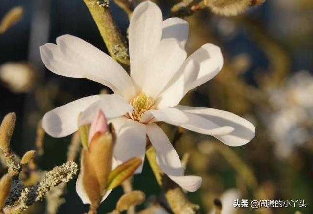 星花木兰株姿优美，芳香优美坚持不懈