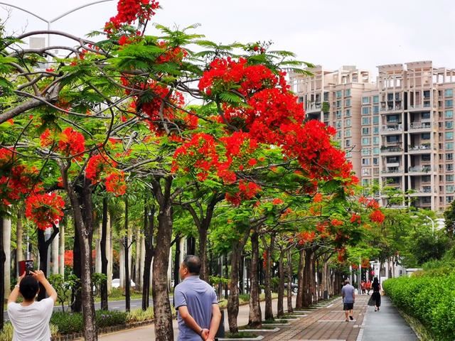 深圳的道路绿化究竟有多牛？来看看这条城市道路有多美