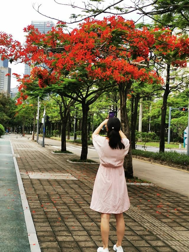 深圳的道路绿化究竟有多牛？来看看这条城市道路有多美