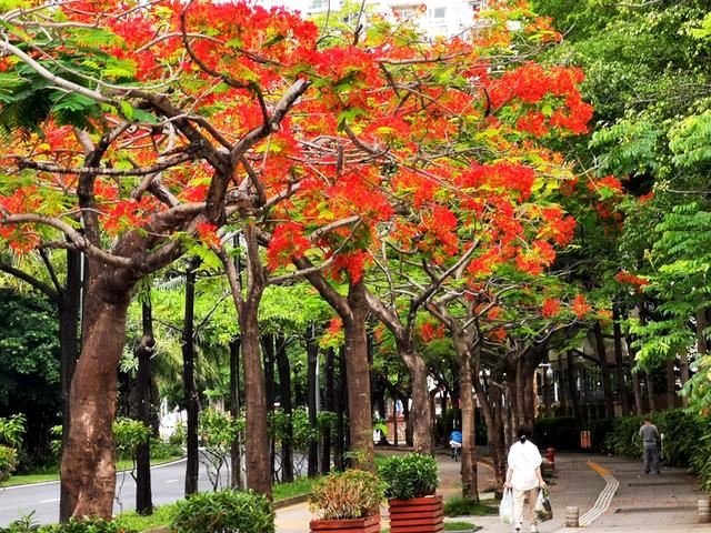 深圳的道路绿化究竟有多牛？来看看这条城市道路有多美