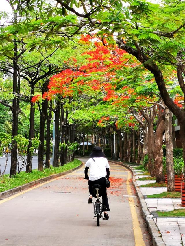 深圳的道路绿化究竟有多牛？来看看这条城市道路有多美