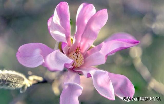 星花木兰株姿优美，芳香优美坚持不懈