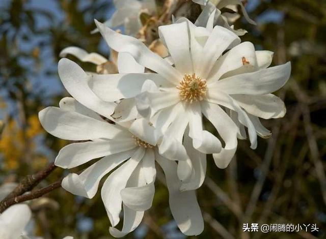 星花木兰株姿优美，芳香优美坚持不懈