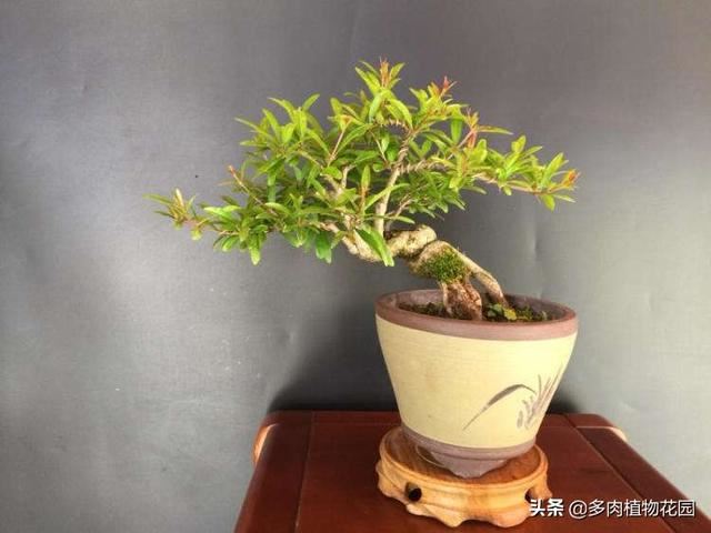小叶石榴的养护方法，这样养护，开花多花期长