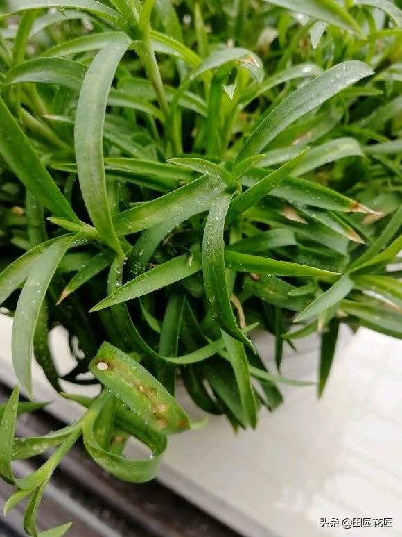 康乃馨夏季黄叶、烂根、消苞，红蜘蛛频发？原来这6个要点没做好