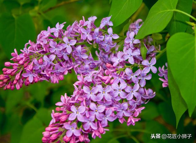 了解丁香花的繁殖管理方法，使它的叶片厚质，花序硕大，花味芳香