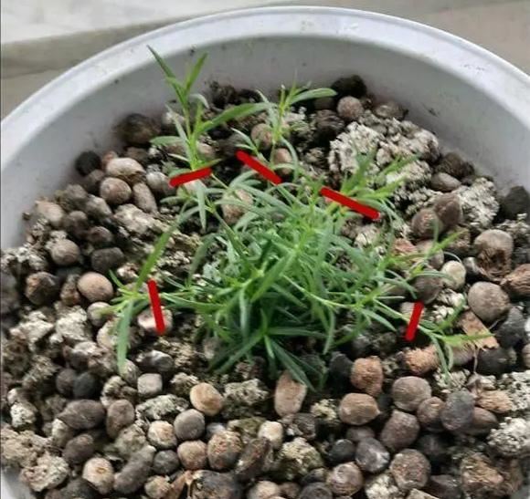 从一粒种子，到一个满天星花球，新手实战全攻略