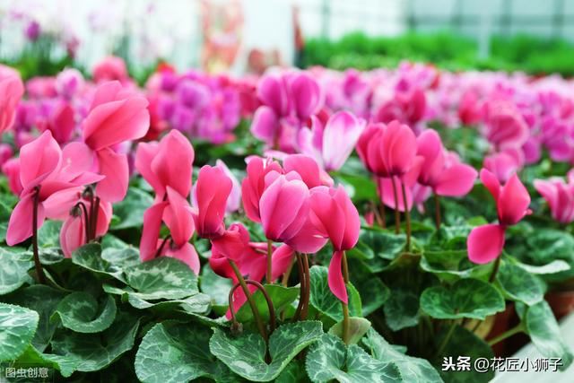 了解仙客来的繁殖栽培管理技术，叶片光亮，花蕾繁茂开花鲜艳