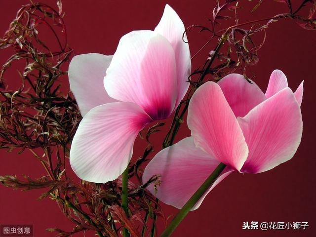 了解仙客来的繁殖栽培管理技术，叶片光亮，花蕾繁茂开花鲜艳