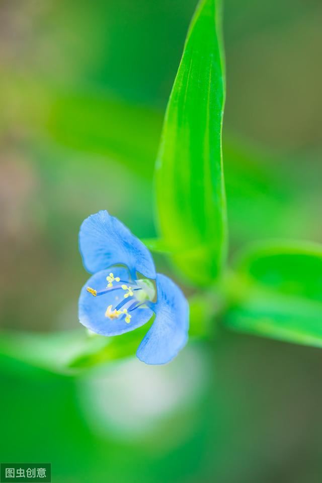 吊兰花也可以很漂亮，特别是红色的吊兰花，太喜欢了