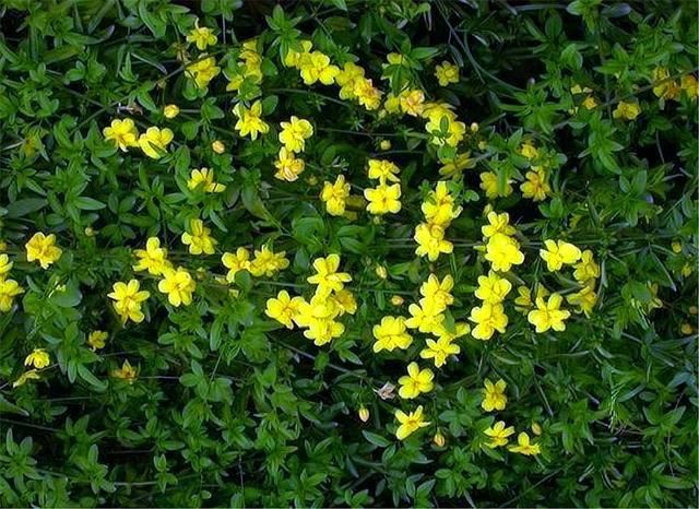 这种花人称“迎夏”，花朵清新雅致，比迎春花还美，1盆开上千朵