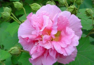 芙蓉花什么时候移栽 芙蓉花什么时候移栽