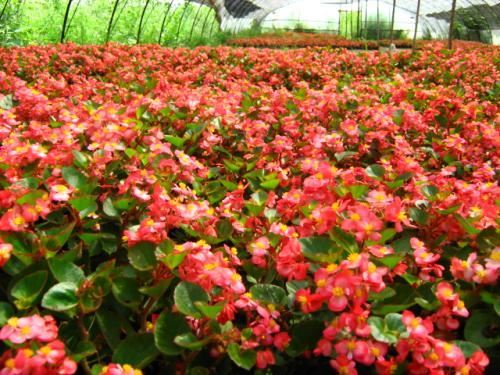 四季海棠这样养，繁花似锦