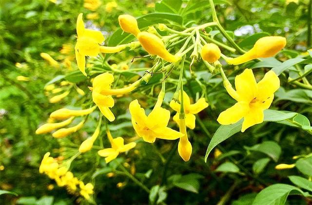 这种花人称“迎夏”，花朵清新雅致，比迎春花还美，1盆开上千朵