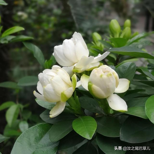 养栀子花有窍门，做到这几点花朵又大又香甜