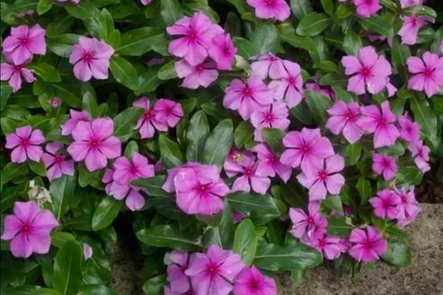 农村院子里，常栽种6种花，开花漂亮又好养