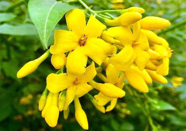 这种花人称“迎夏”，花朵清新雅致，比迎春花还美，1盆开上千朵