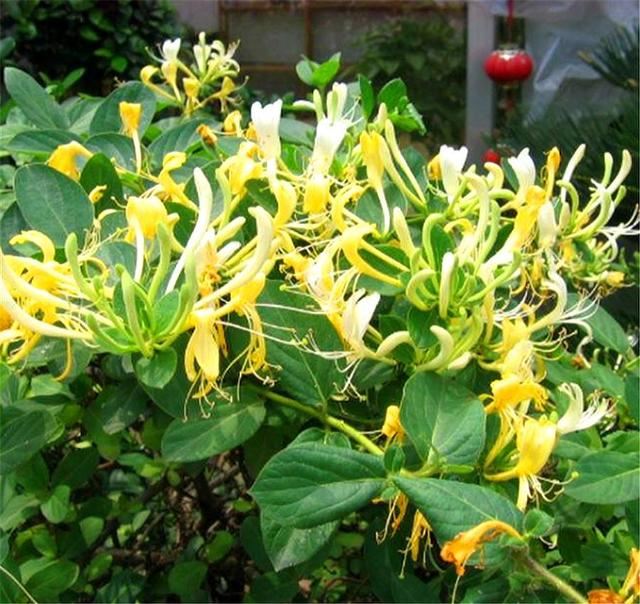 这种野花，农村夏季必备，2株就能打造1面花墙，香气浓郁开花美