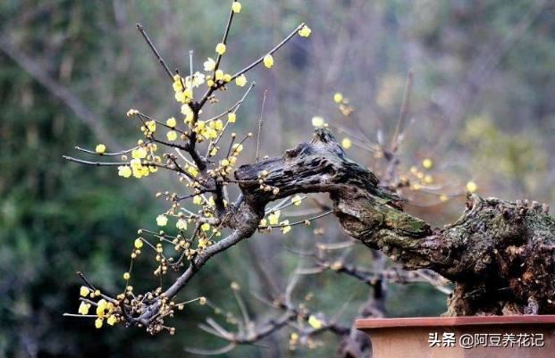 此花耐寒胜梅花，做好这"几点"，花开满树金黄，香、仙两全！