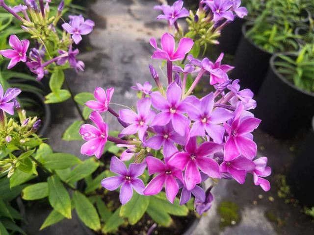 天蓝绣球开花却五彩斑斓？原名叫宿根福禄考，养着特有福气！