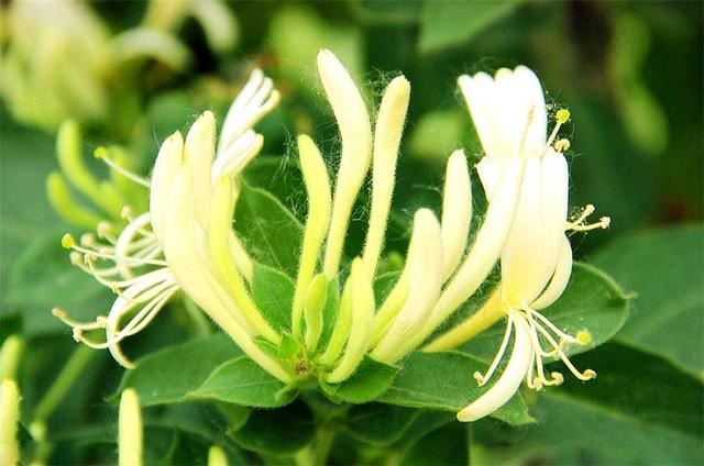 这种野花，农村夏季必备，2株就能打造1面花墙，香气浓郁开花美