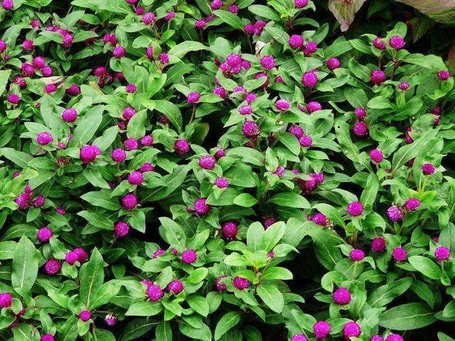 这花名叫“千日红”，真能“千日”不败开花红火吗？其实别有玄机