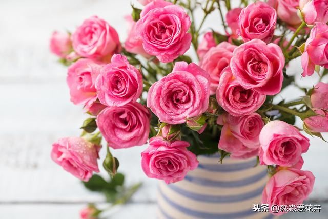 网购到家的月季花养护被“晒伤”？做好“六个点”服盆块，易恢复