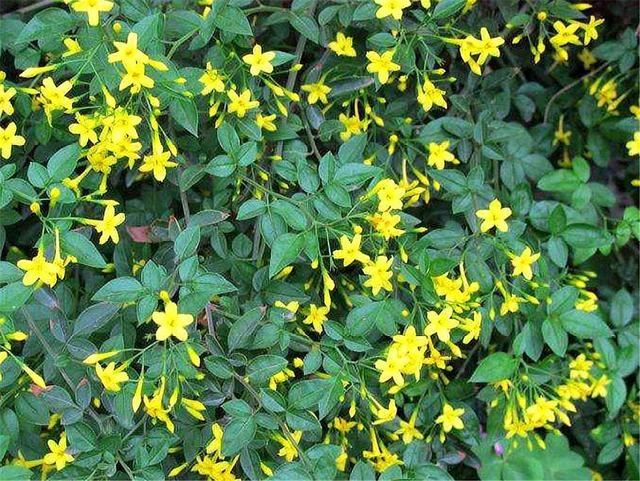 这种花人称“迎夏”，花朵清新雅致，比迎春花还美，1盆开上千朵
