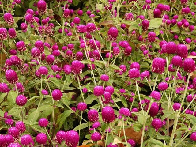 这花名叫“千日红”，真能“千日”不败开花红火吗？其实别有玄机