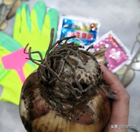 朱顶红养成“小山”，水缸都长满了，爆了很多小崽子，真喜人