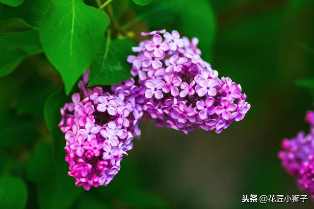 了解丁香花的繁殖管理方法，使它的叶片厚质，花序硕大，花味芳香