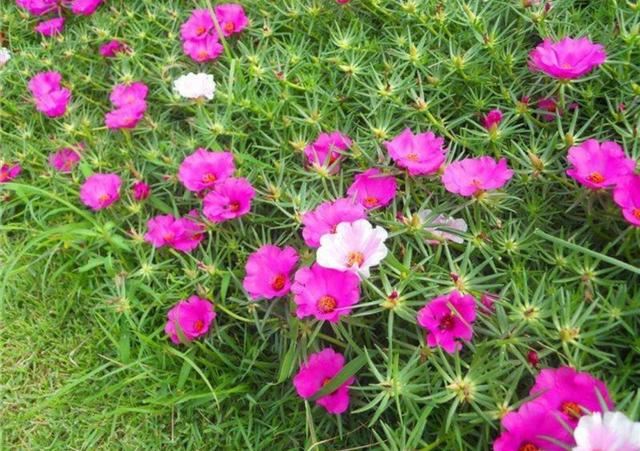 农村院子里，常栽种6种花，开花漂亮又好养