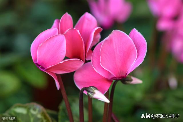 了解仙客来的繁殖栽培管理技术，叶片光亮，花蕾繁茂开花鲜艳