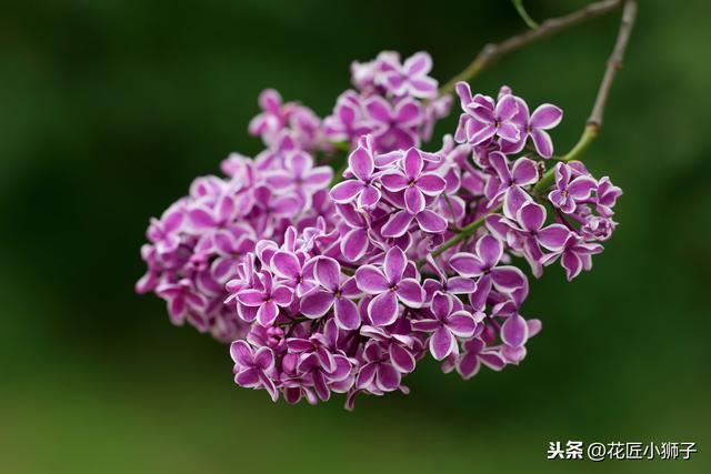 了解丁香花的繁殖管理方法，使它的叶片厚质，花序硕大，花味芳香