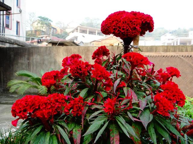 天气变暖,农村墙根的花池,种植这些花卉,管理简单花开不断 天气变暖,农村墙根的花池,种植这些花卉,管理简单花开不断