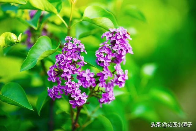 了解丁香花的繁殖管理方法，使它的叶片厚质，花序硕大，花味芳香